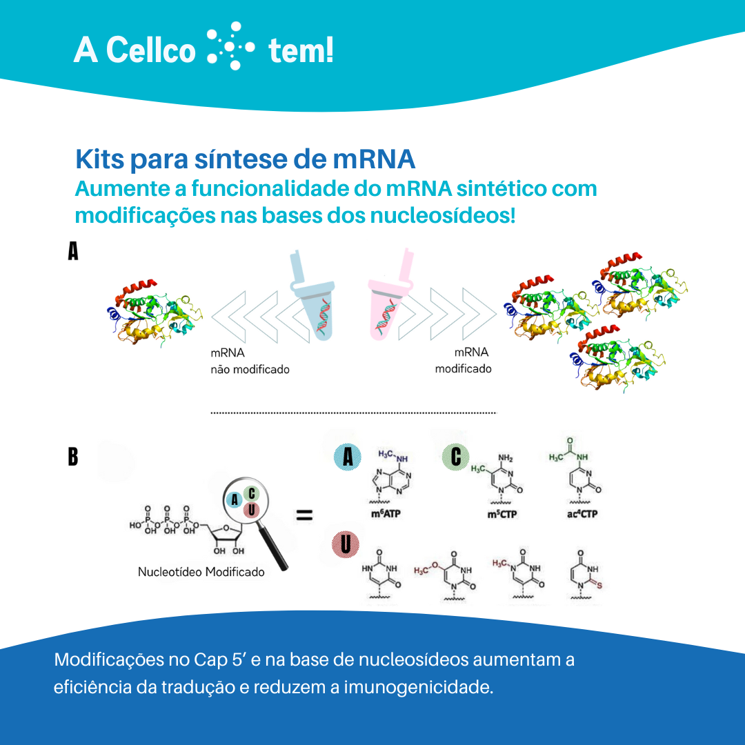 Funcionalidade de mRNA sintético