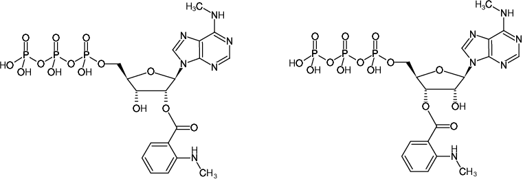 Structural formula of Mant-N6-Methyl-ATP (2'/3'-O-(N-Methyl-anthraniloyl)-N6-methyl-adenosine-5'-triphosphate, Triethylammonium salt)