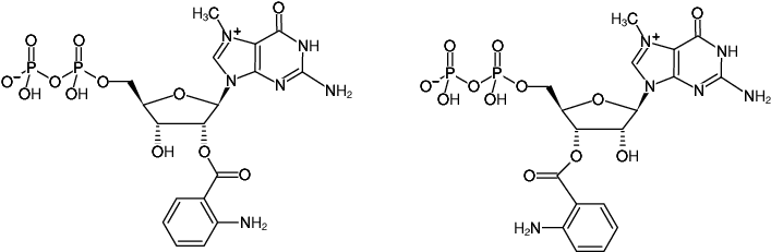 Structural formula of Ant-m7GDP (2'/3'-O-Anthraniloyl-7-methylguanosine-5'-diphosphate, Triethylammonium salt)