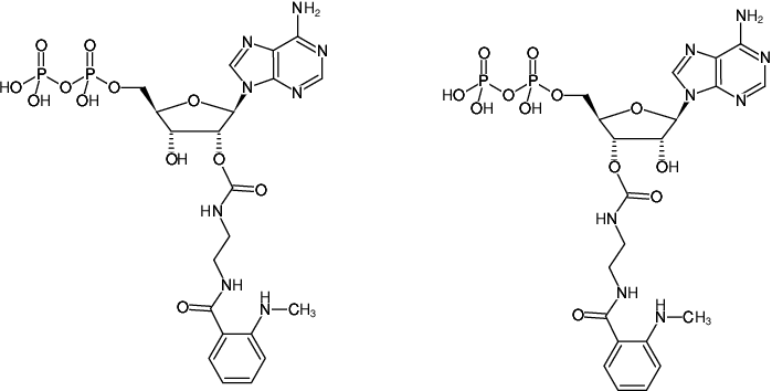 Structural formula of EDA-ADP-MANT (2'/3'-O-(2-Aminoethyl-carbamoyl)-Adenosine-5'-diphosphate, labeled with MANT, Triethylammonium salt)