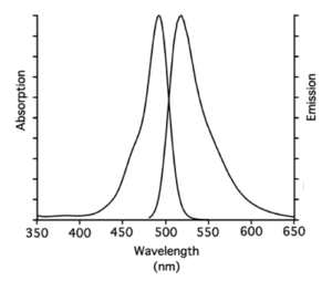 Excitation and Emission spectrum of Fluorescein