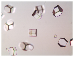 Lysozyme crystals grown in the presence of 8 % w/v Sodium Chloride and 100 mM Sodium Acetate pH 4.2.